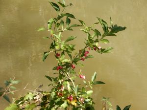 image102